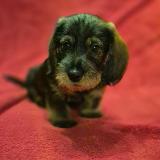 Idéfix z Lipové pohádky